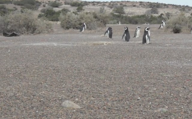 02.-Pingüinera de Punta Tombo-4.jpg