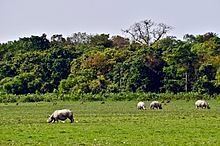 Assam_rhinos.jpg