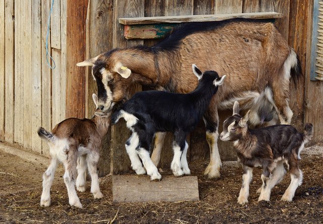 goats-2052733_1280.jpg