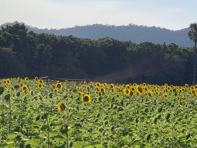 Sunflower fields9.jpg