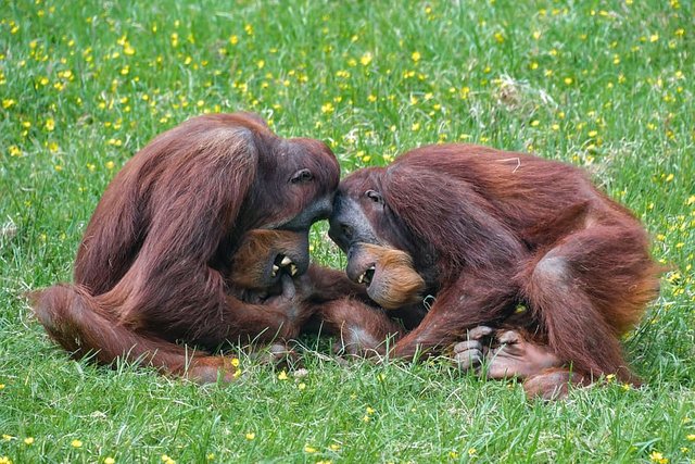 orangutan-monkey-roux-two.jpg