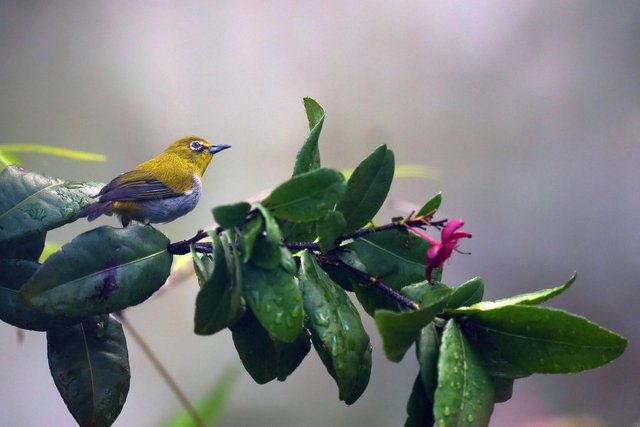 passerine-bird-7377802_1280.jpg