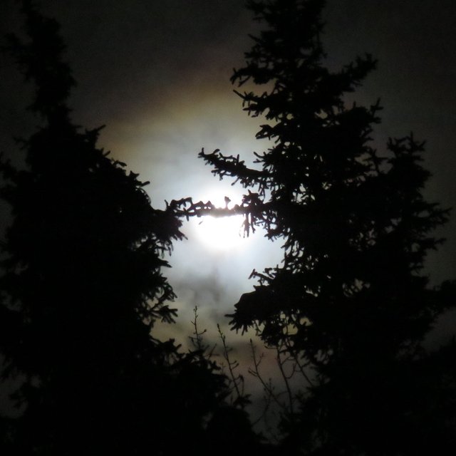full moon ringed with glow light colored clouds 2 spruce poplar twig silhouettes in front Jan 10 2020.JPG