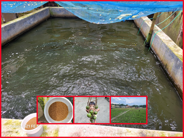 photo-collage.png(3).png