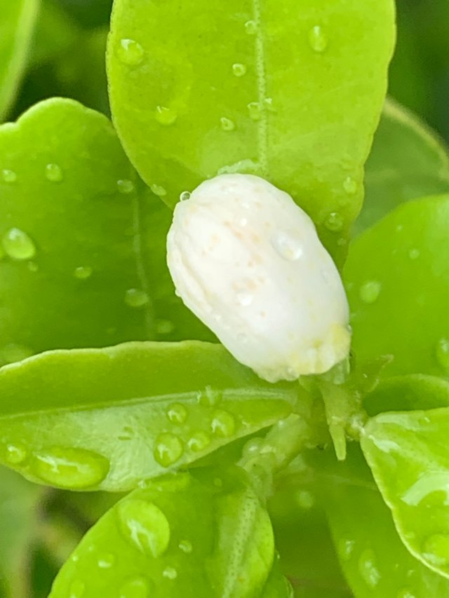 my little garden9.jpg