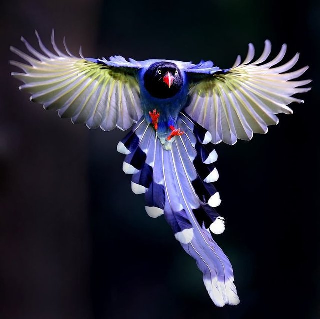 Resultado de imagen de urraca de formosa