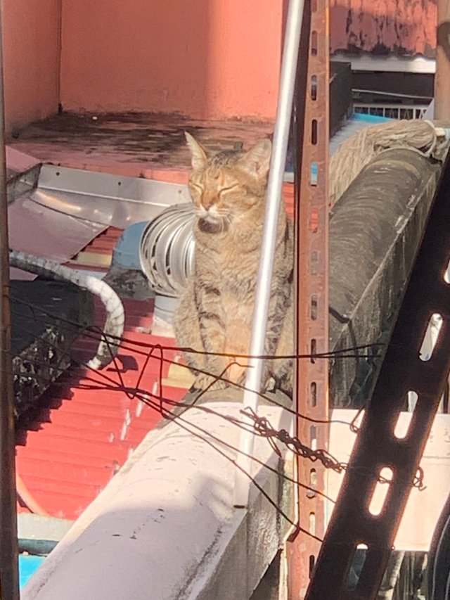 orange cat6.jpg