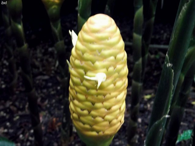 Flower bud just starting to bloom Denver botanical Garden bxlphabet.jpg