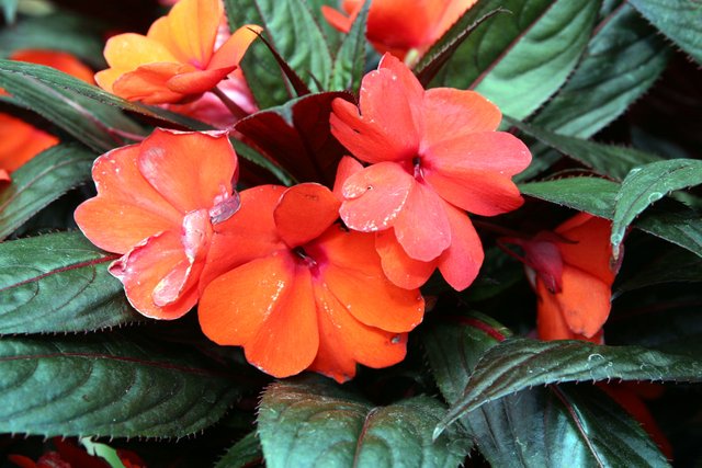 Impatiens.jpg