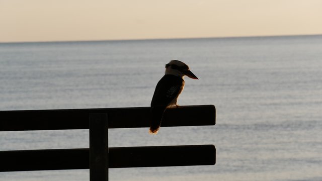 kookaburra clifton beach MVD.jpg