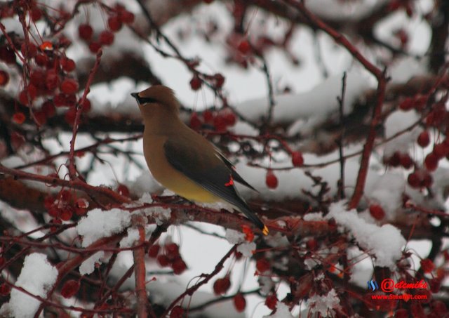 Cedar Waxing IMG_0060.JPG