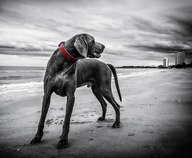 weimaraner-143753_1280.jpg