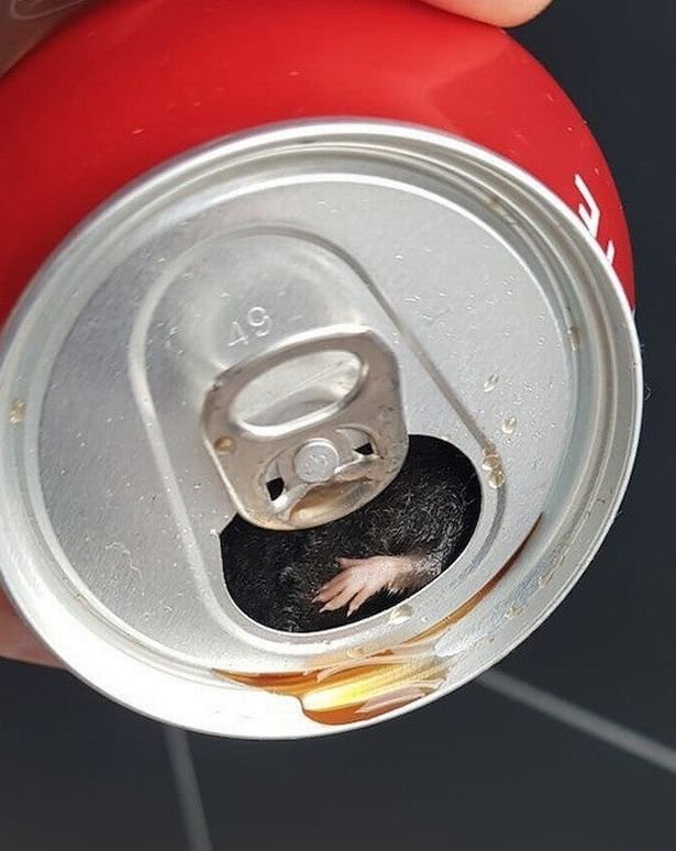 1_Man-shocked-to-find-drowned-MOUSE-in-his-can-of-CokeA-BLOKE-hoping-to-wash-his-pizza-down-with-a-ta.jpg