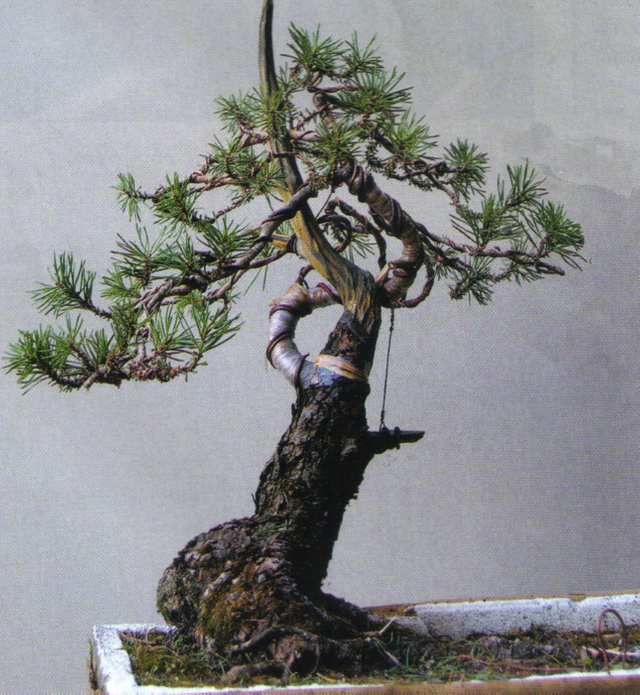 mi-bonsai-9.jpg