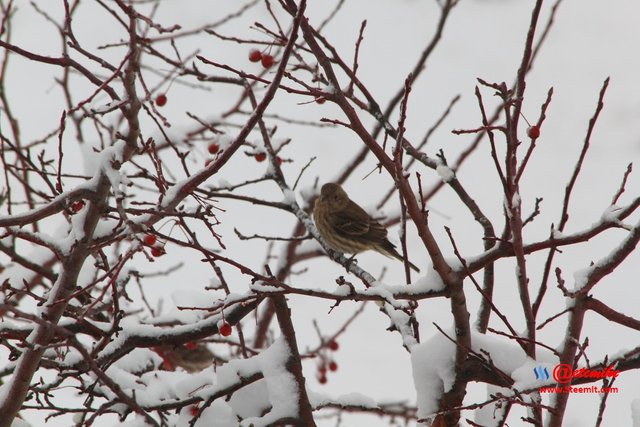 House Finch PFW10_0304.JPG