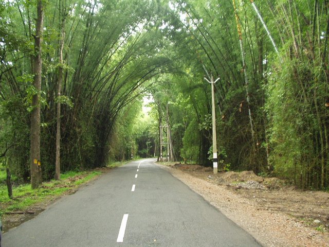 Waynad_Bamboo_Road.jpg