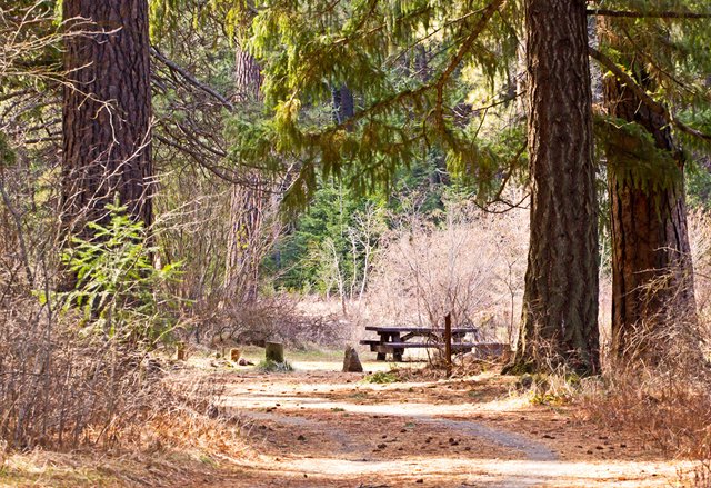 forest-trail-picture with picnic table  forest classroom.jpg