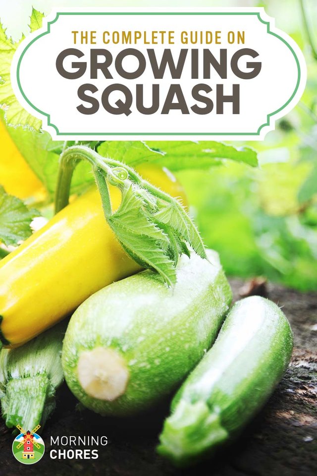 Squash.jpg