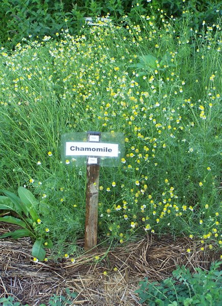 New Herb - Row 4, chamomile crop July 2018.jpg