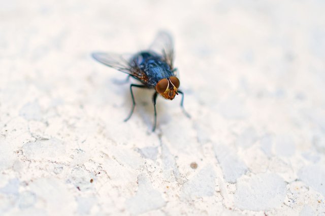 flies-insect-4347027_1280.jpg