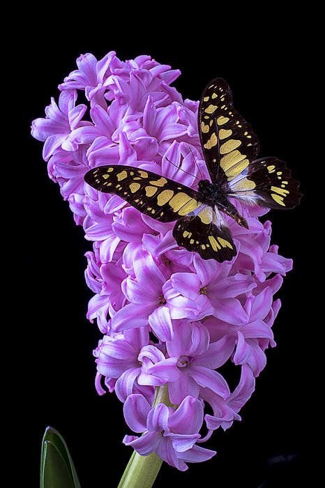Hyacinth with butterfly Art Print by Garry Gay.jpeg