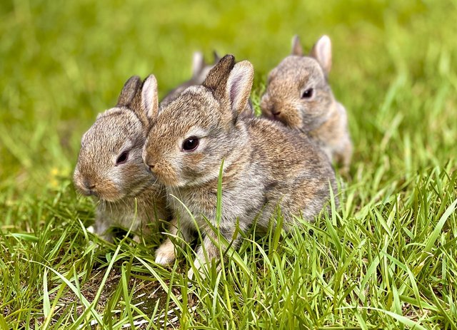 rabbits-5363546_1280.jpg