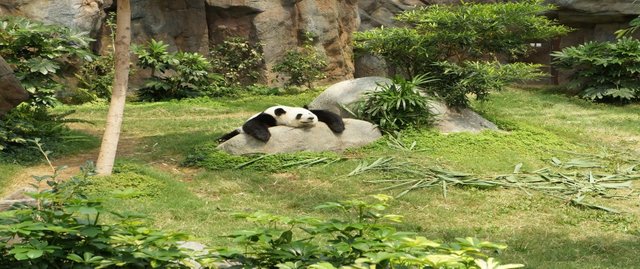 lazy-panda.jpg