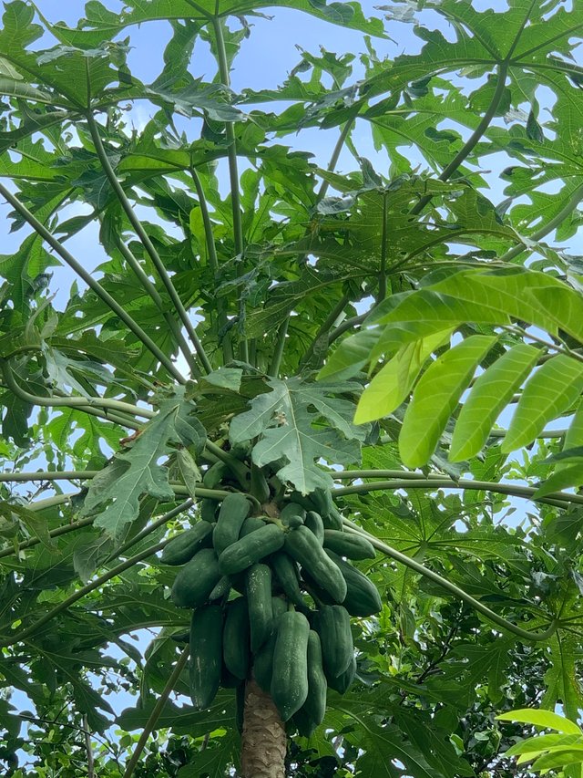 garden101.jpg