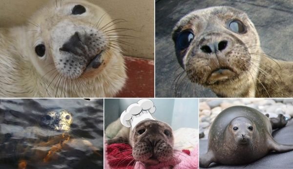 focas_02.jpg_998780120.jpg
