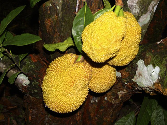 jackfruit-tree-51316.jpg