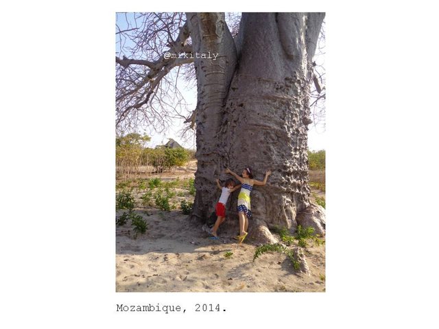 baobab2.jpg