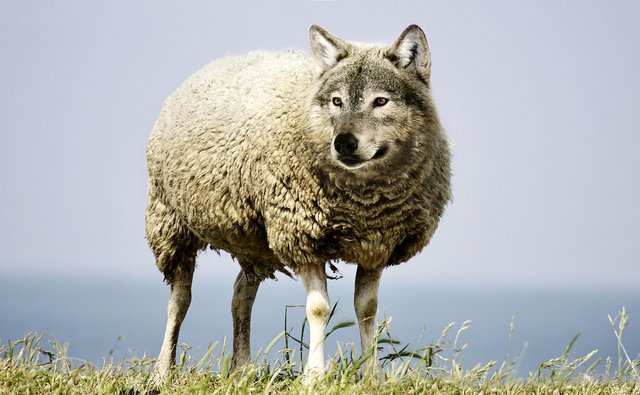 wolf-in-sheeps-clothing-2577813_1920.jpg