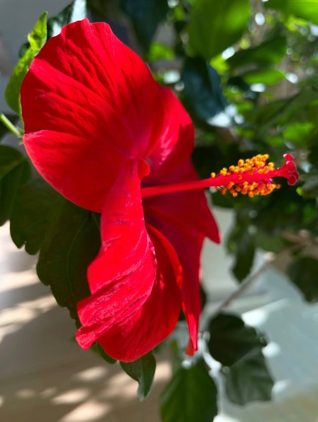 IMG_20250619_075309.jpg