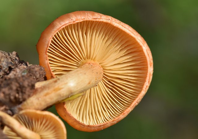 mushrooms orange cork tree 2.jpg