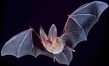 220px-Big-eared-townsend-fledermaus.jpg