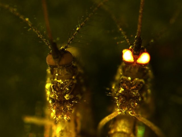 mosquitos-ojos-rojos.jpg