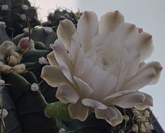 cacti8.jpg