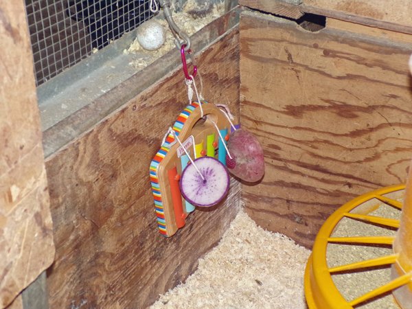 Chicken toys - xylophone in coop crop January 2020.jpg