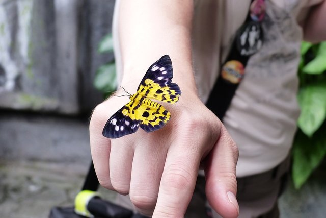 butterfly-4747485_960_720.jpg