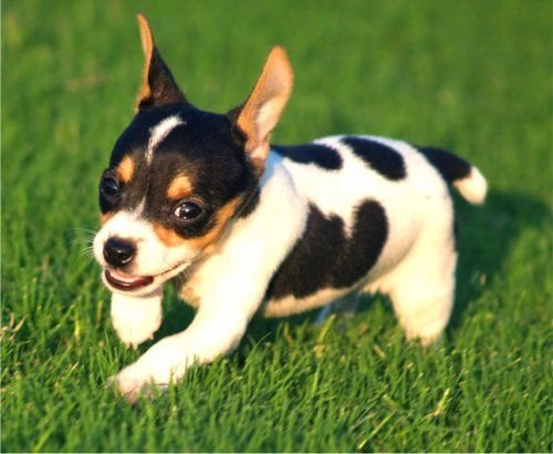 Top Reasons Why You Should Get Rat Terrier Puppies In 2020 Steemit