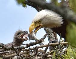 Eagle feeding young.jpg