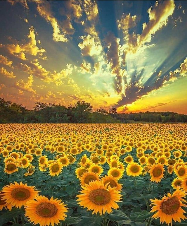 planeta tierra girasoles.jpg