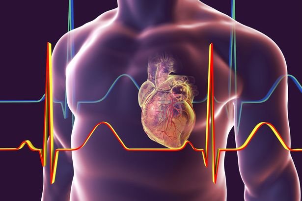 Heart-with-coronary-vessels-illustration.jpg