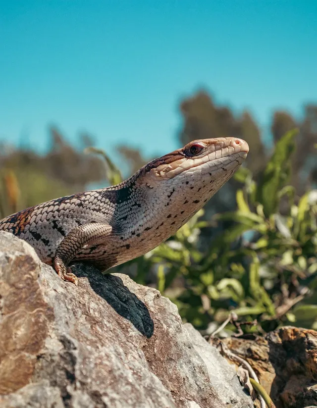 blue-tongue-skink-7913420_1280.webp