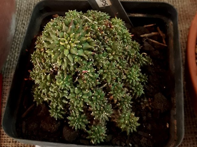 euphorbia multiceps.jpg