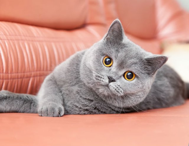 british-shorthair-evde-beslenecek-en-iyi-kedi-cinsi.jpg