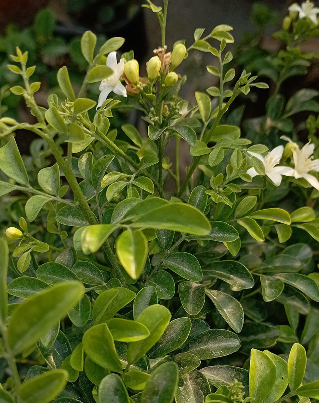 适合在花园后方种植的花卉