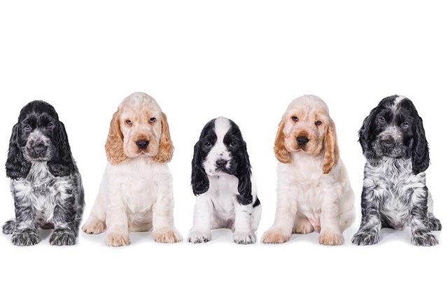 English-Cocker-Spaniel-puppies-sitting-in-a-row.jpg