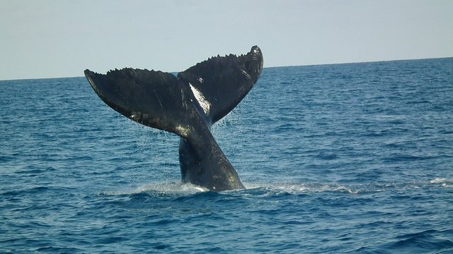 humpback-tail-73489_960_720.jpg