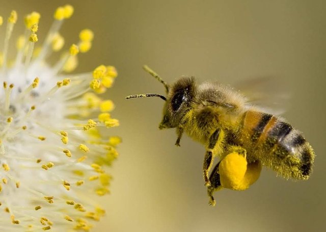 3_2_bee-collecting-pollen.jpg